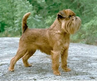 Фотографија на расата Бриселски грифон