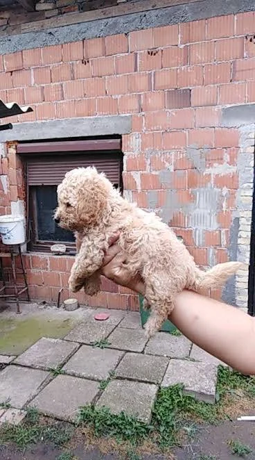Toj pudla (Toy Poodle)