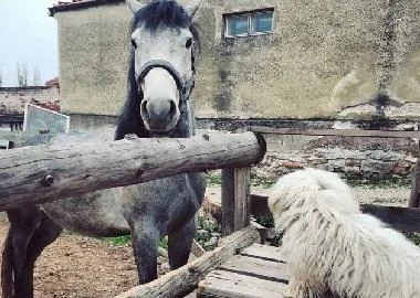 Повеќе од 90 повредени и безнадежни животни успеале да пронајдат свој дом