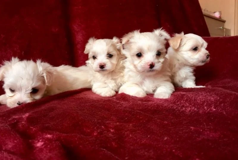 Maltezer i coton de tulear stenci na prodaju