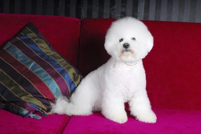 Bichon i bolonjezer stenci na prodaju