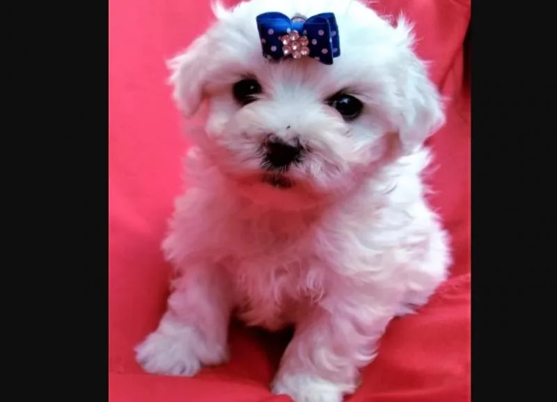 Bichon i bolonjezer stenci na prodaju