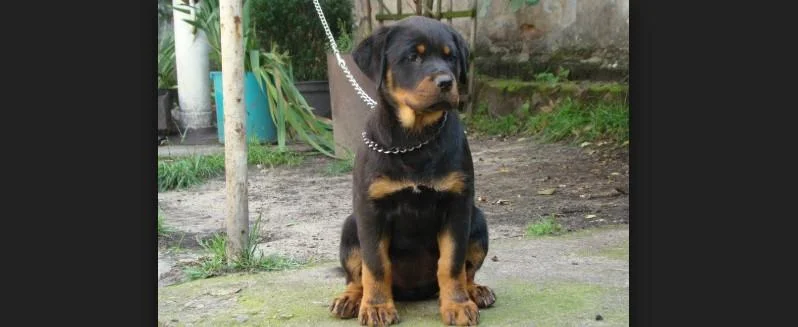 Rotvajler i doberman stenci na prodaju