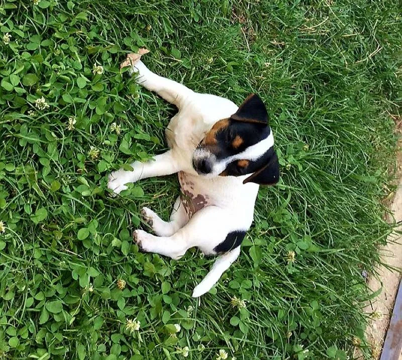 Jack russel terier