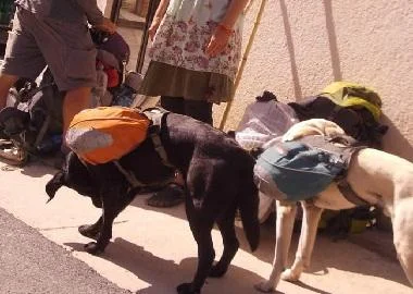 Невообичаените туристи повторно шетаат во Охрид