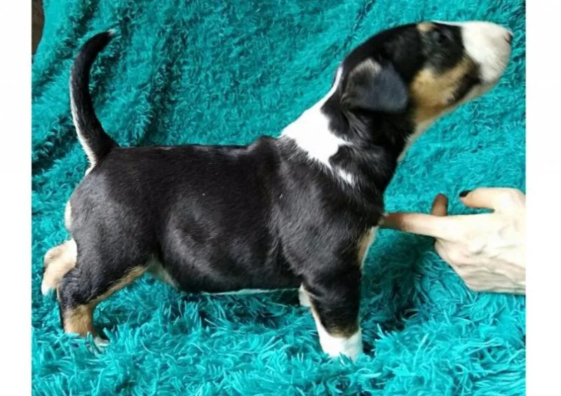 Bulterijer i dogo argentino stenci na prodaju