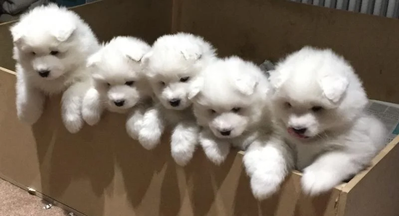 Samojed i sibirski haski stenci na prodaju