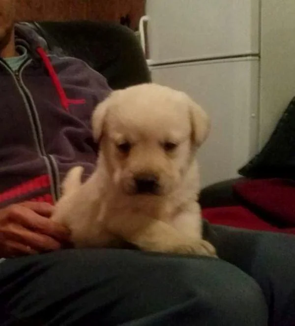 Labrador štenci, najbolje engleske krvne linije