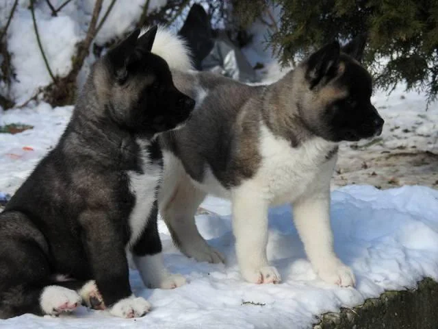 Američka Akita, štenci