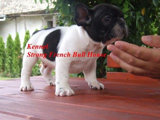 Francuski buldog stene - prodaja