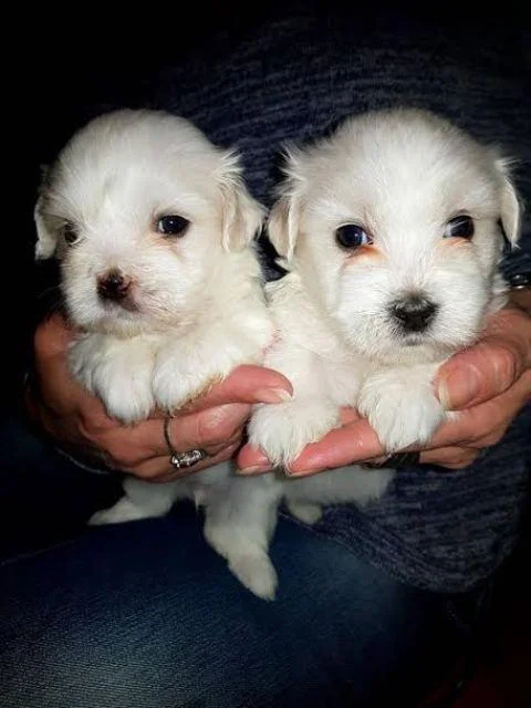 Cotton de Tulear