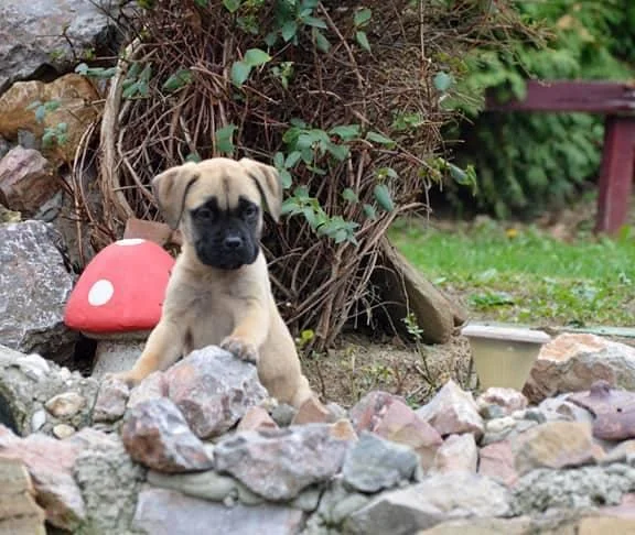 Bulmastiff zenski stenci