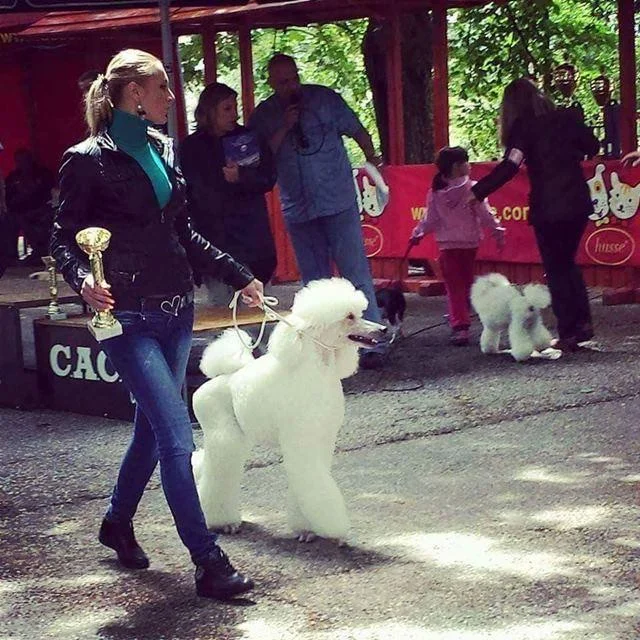 Standard pudla