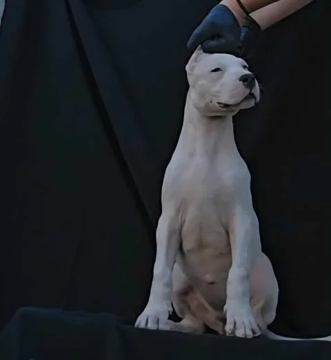 Dogo Argentino ženke