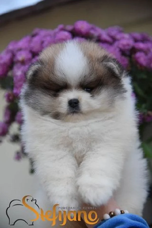 Pomeranac Boo, štenci