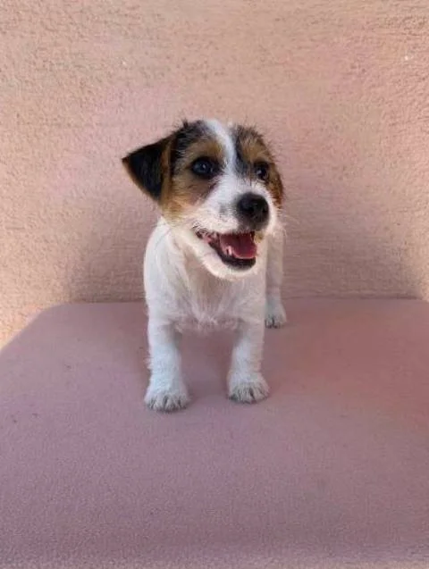 Jack Russell terijer štenci