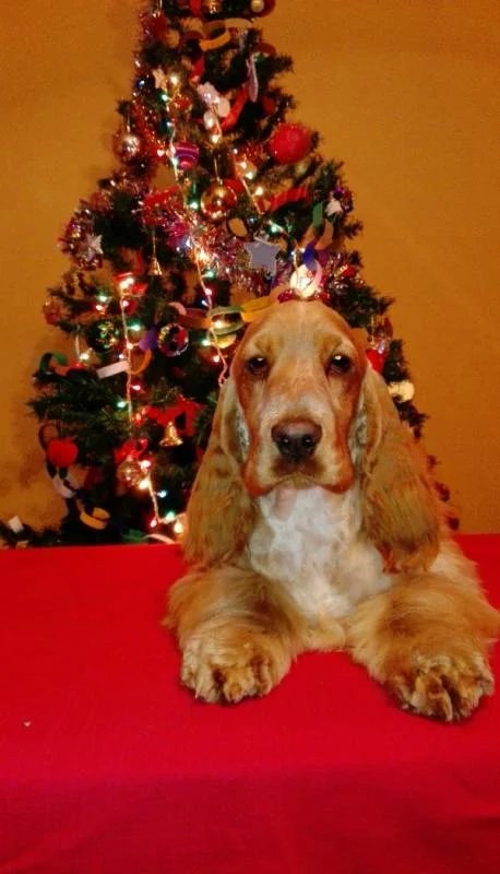 Koker spaniel