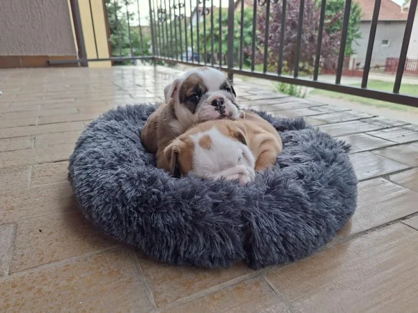 Engleski Buldog
