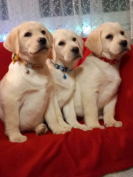 Labrador retriver - Najlepši novogodišnji poklon