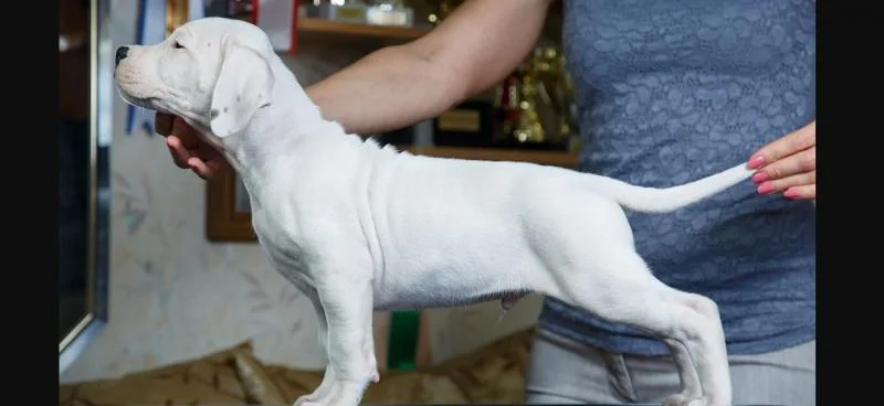 Dogo argentino i bulterijer stenci na prodaju