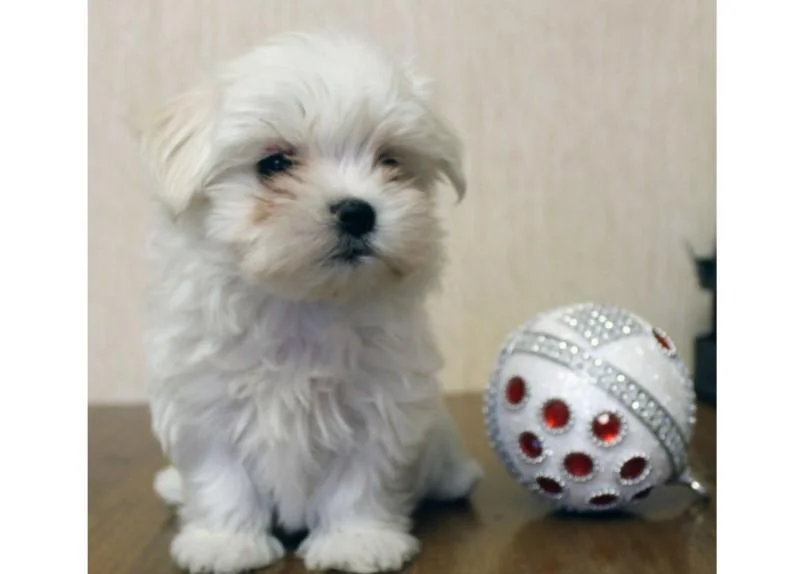 Bichon i bolonjezer stenci na prodaju