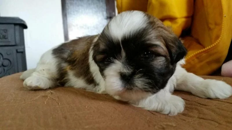 Se prodava kuce shih tzu