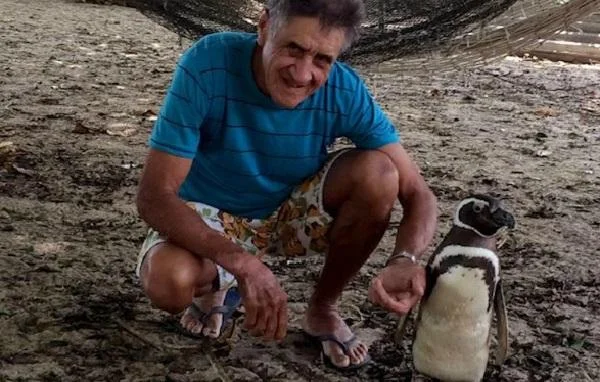 Пингвин поминува илјада километри за да го види човекот кој му го спасил животот