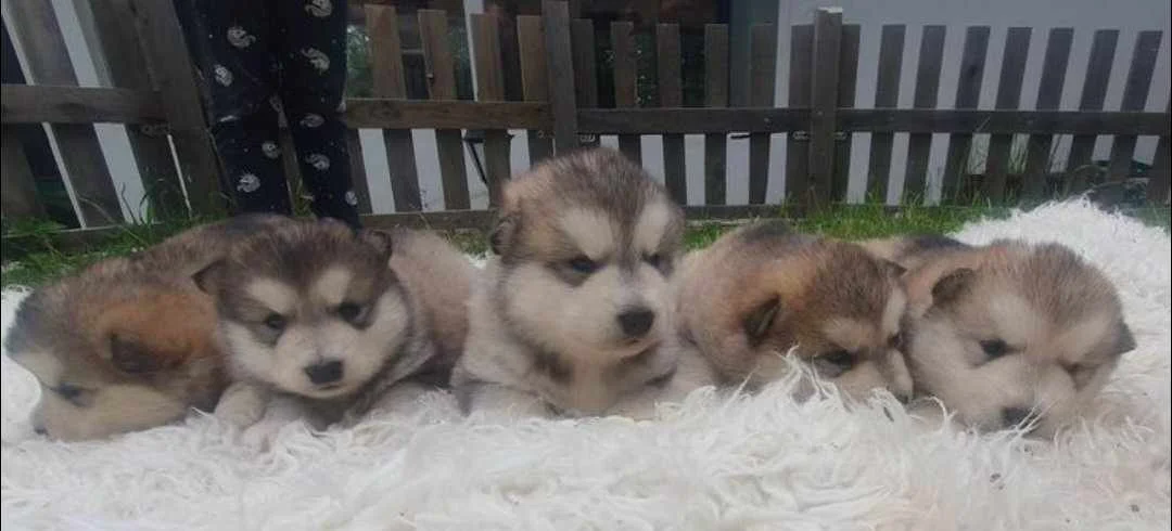 Alaskan Malamute