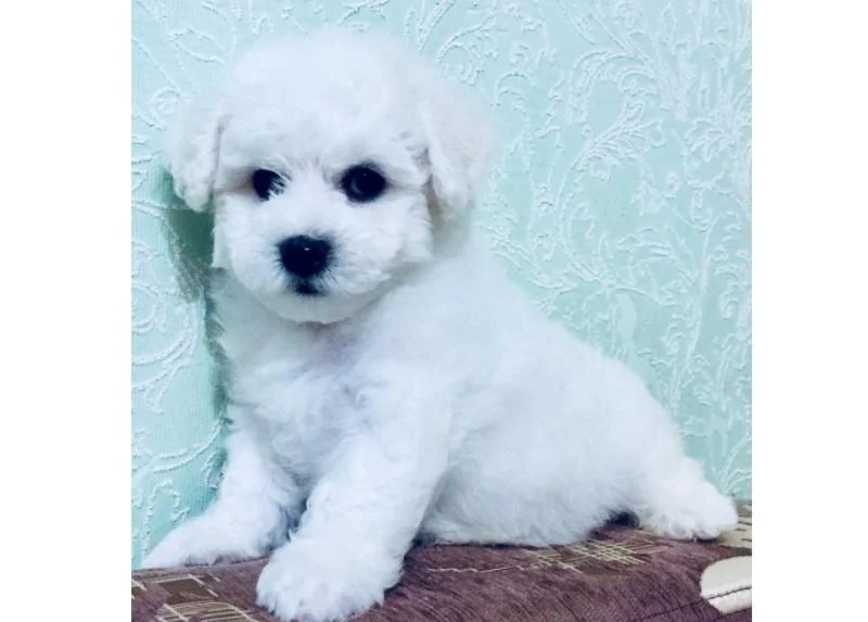 Bichon i bolonjezer stenci na prodaju