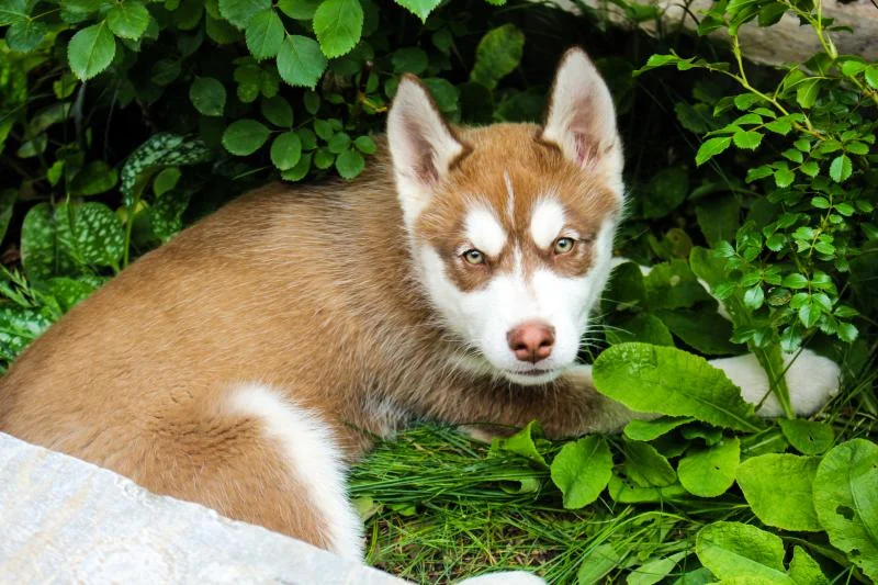 Sibirska Haska