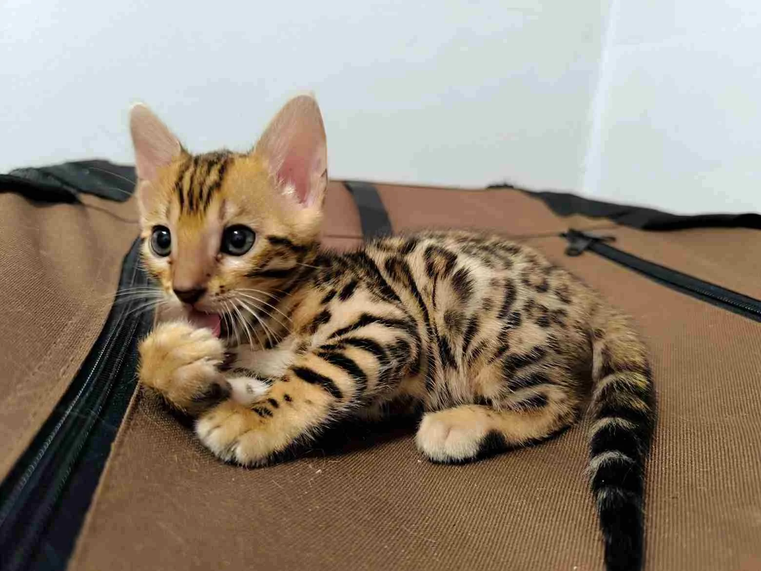 Bengalske macke, bengalsko mace, bengalski macici