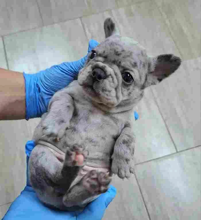 Francuski buldog exotic