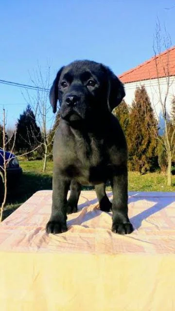 Labrador – štenci vrhunskog porekla