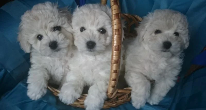 Bichon i bolonjezer stenci na prodaju