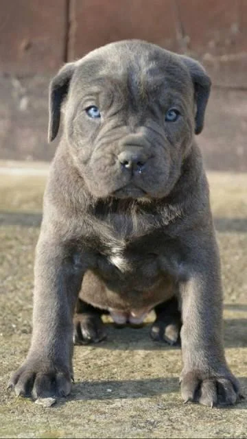 Cane Corso, zenkice
