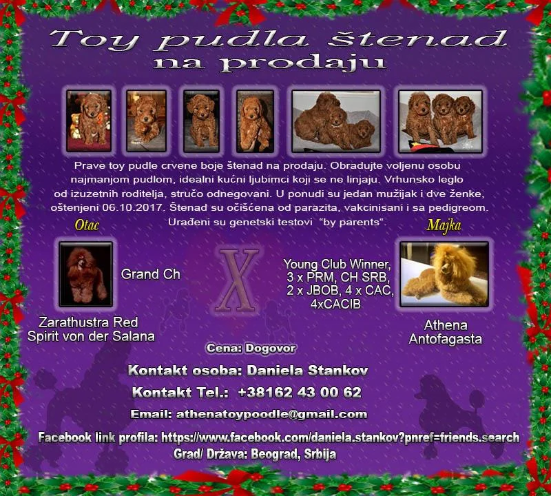 Toy pudla štenad na prodaju