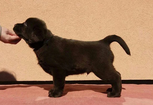 Labrador retriver, prvobirano muško štene