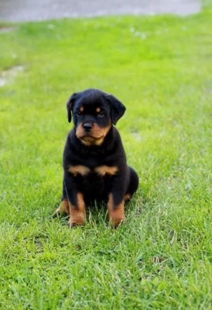 Rotvajler i doberman stenci na prodaju