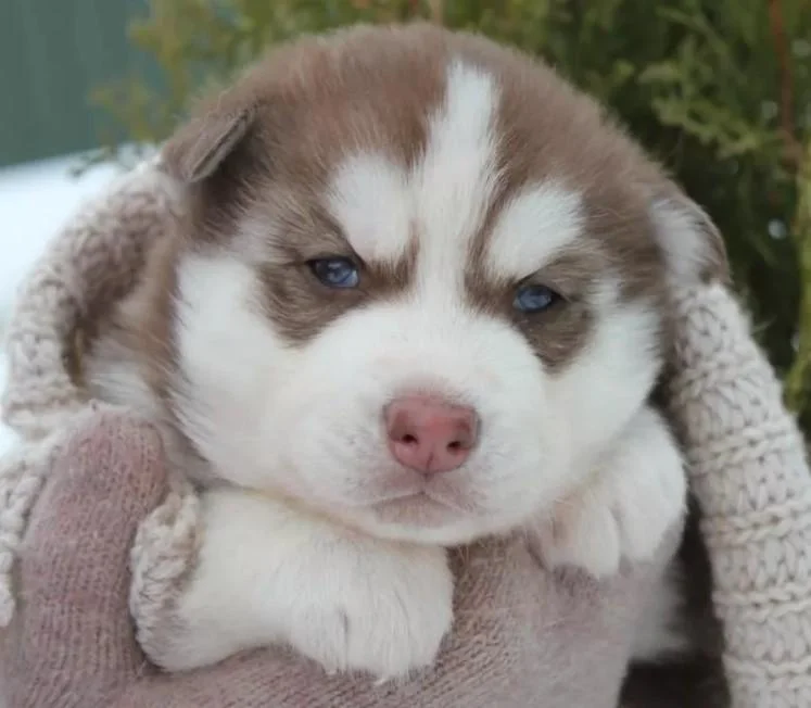 Sibirski haski i samojed stenci na prodaju