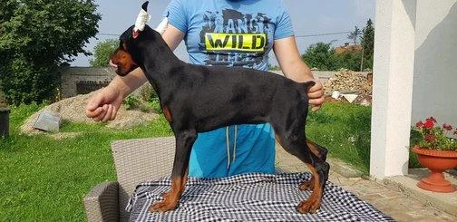 Doberman stenci na prodaju