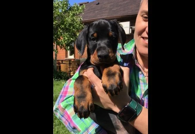 Doberman i rotvajler stenci na prodaju