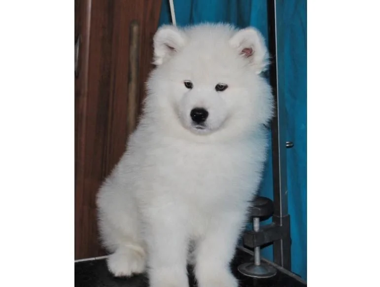 Samojed i sibirski haski stenci na prodaju