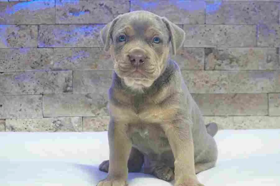 Pitbull Lilac Tricolor štene