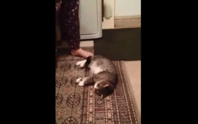 Видео: Мачката глуми дека мртва само за да не оди на прошетка