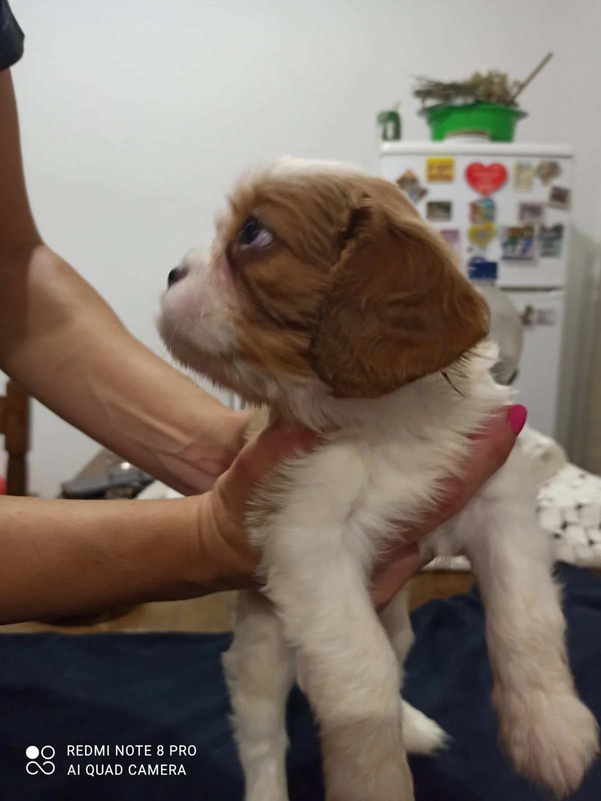 Cavalier king charles spaniel štenci