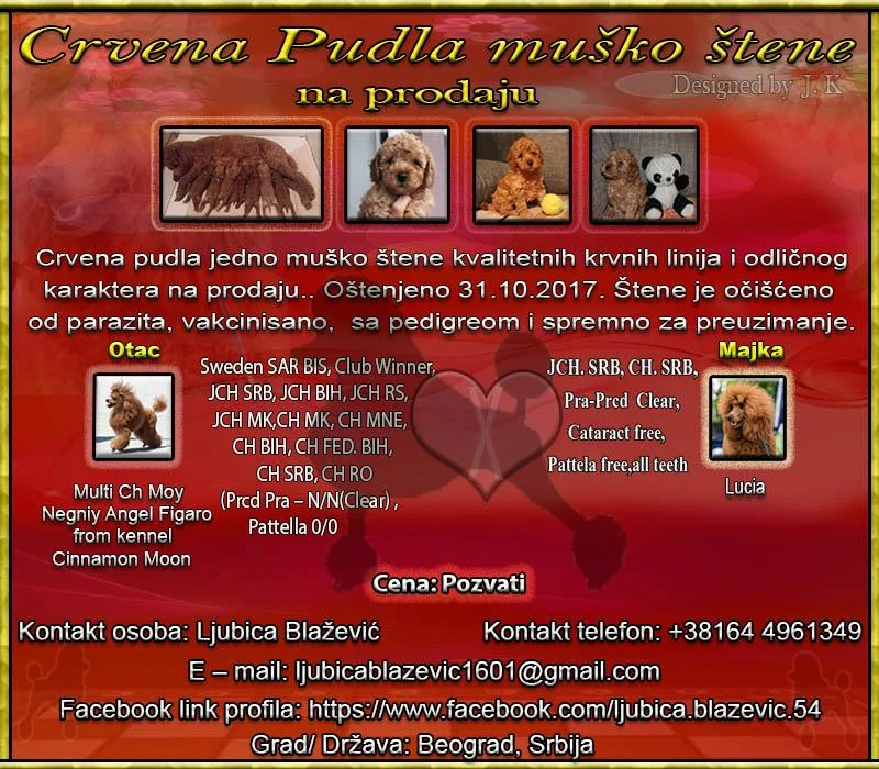 Crvena pudla muško štene na prodaju