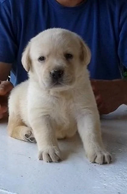 Labrador štenci, najbolje engleske krvne linije