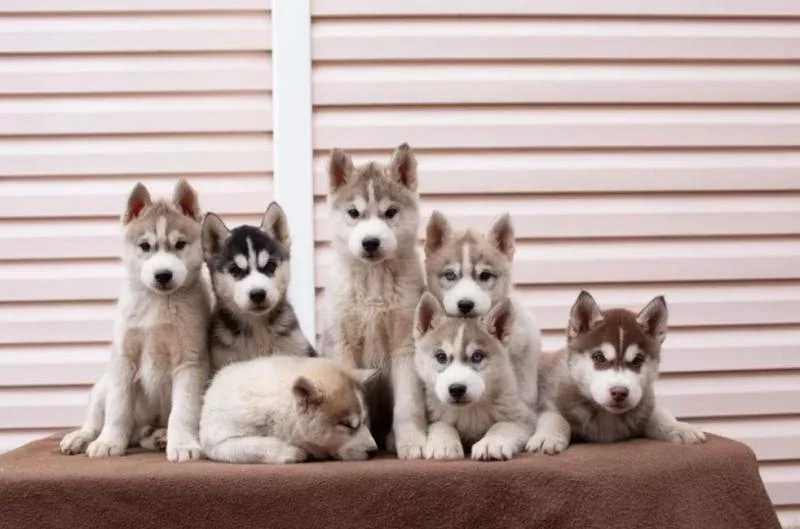 Sibirski haski i samojed stenci na prodaju