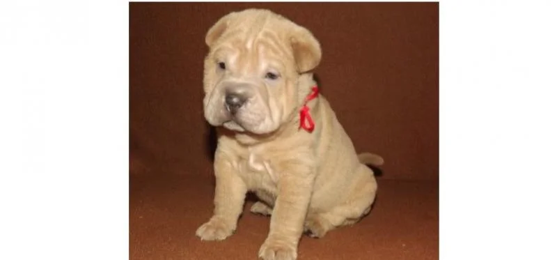 Shar pei i šiba inu stenci na prodaju