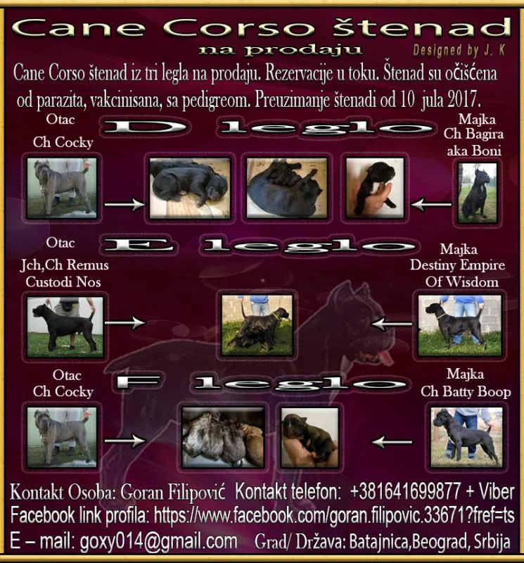Cane Corso štenad na prodaju